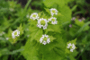 Field Notes: Delayed Start To Invasive Species Pulls