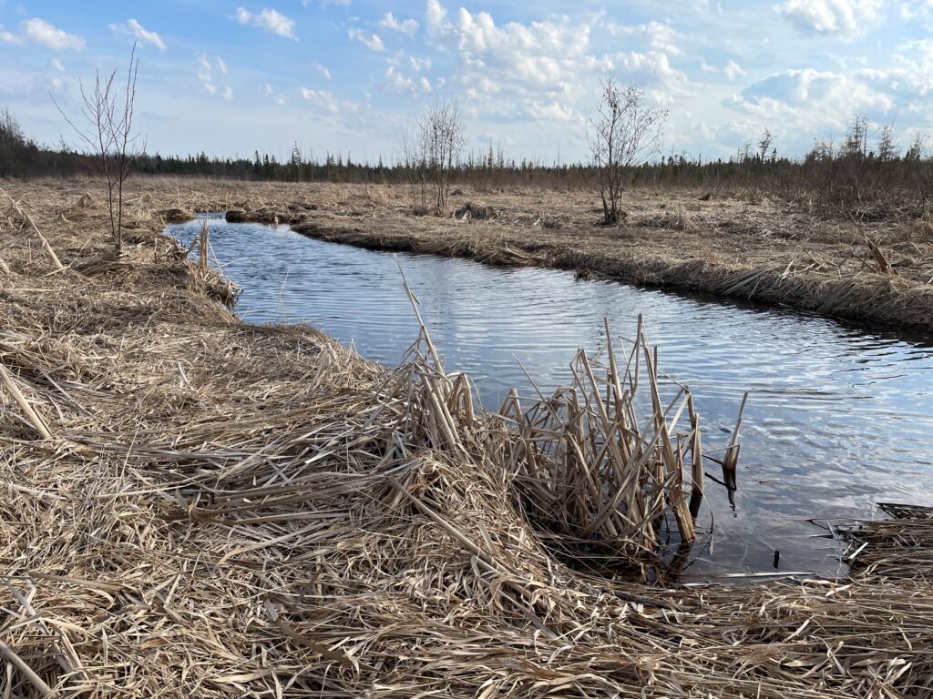 Standing water in the midst of flattened marsh reeds to demonstrate where flood waters are held.