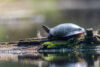 Field Notes: Reptile Monitoring