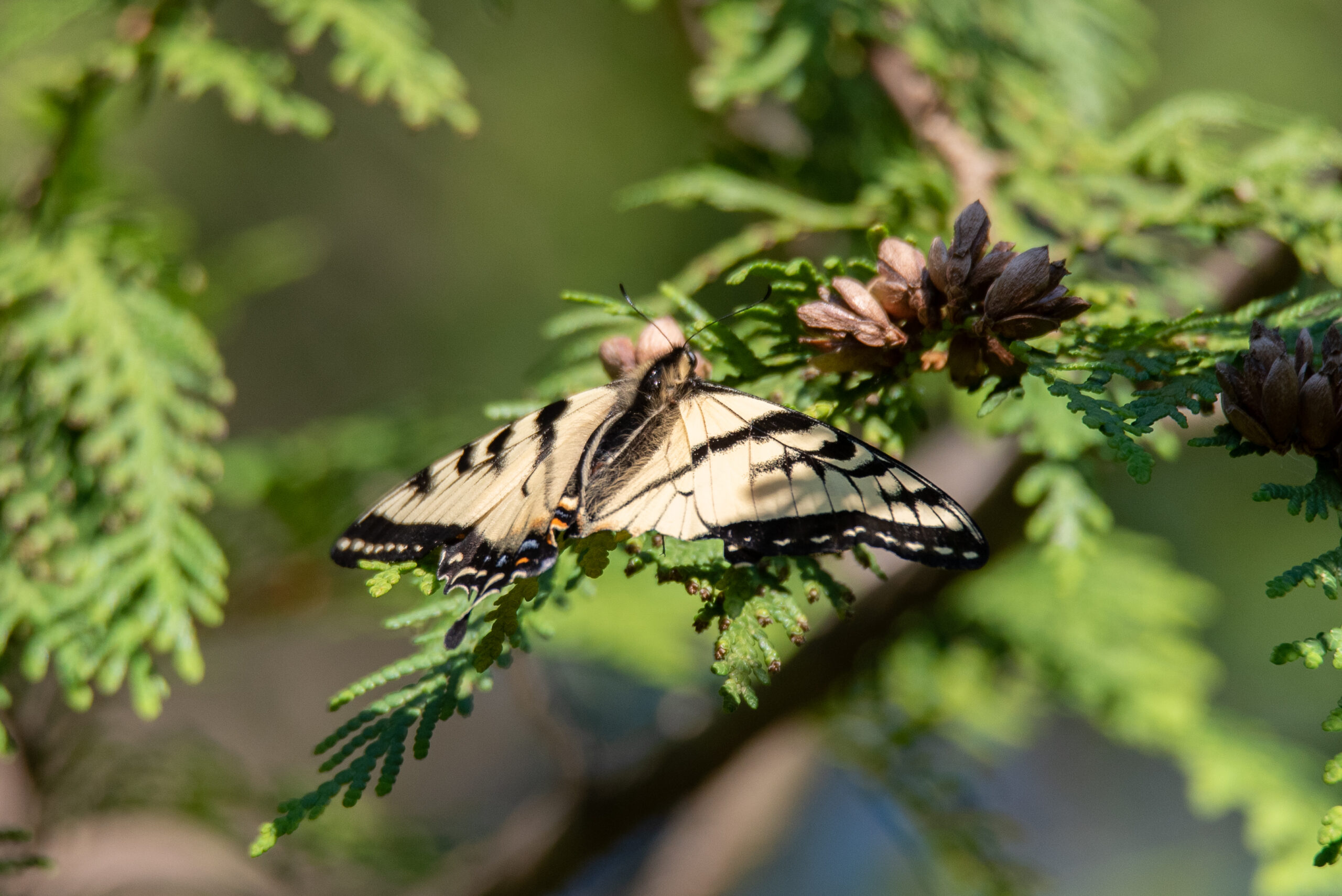 Photo: Cassie Pellerin