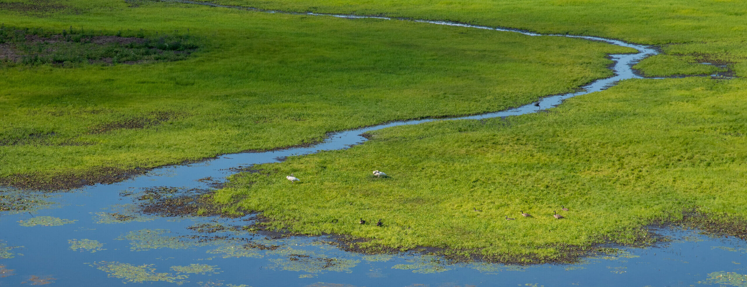 Wetland (T. Rowland)