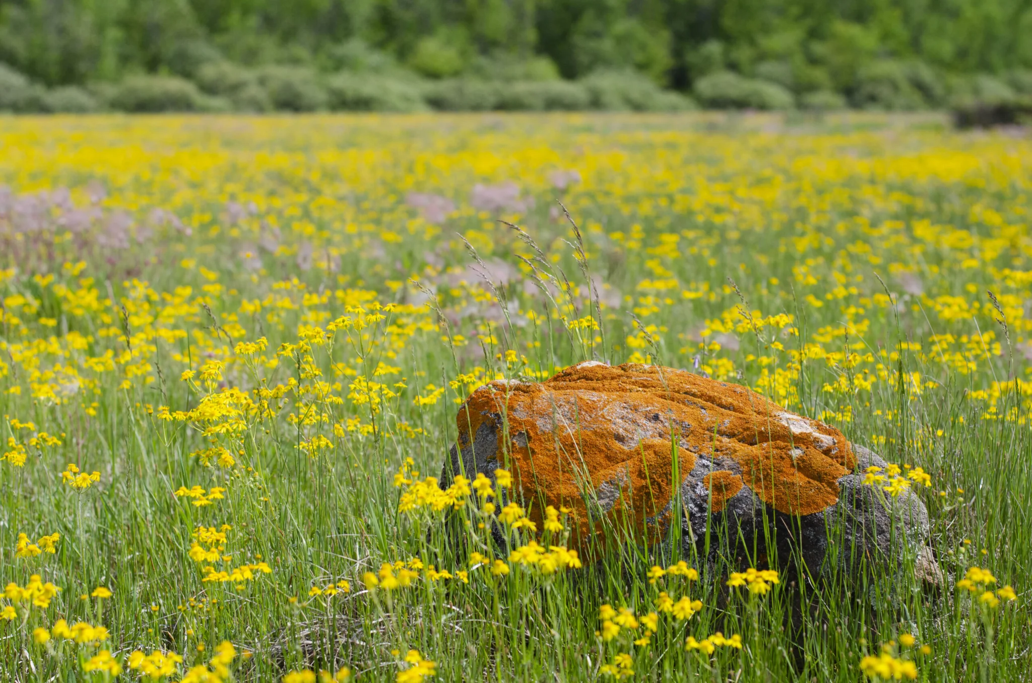 meadow wild flowers at cameron ranch