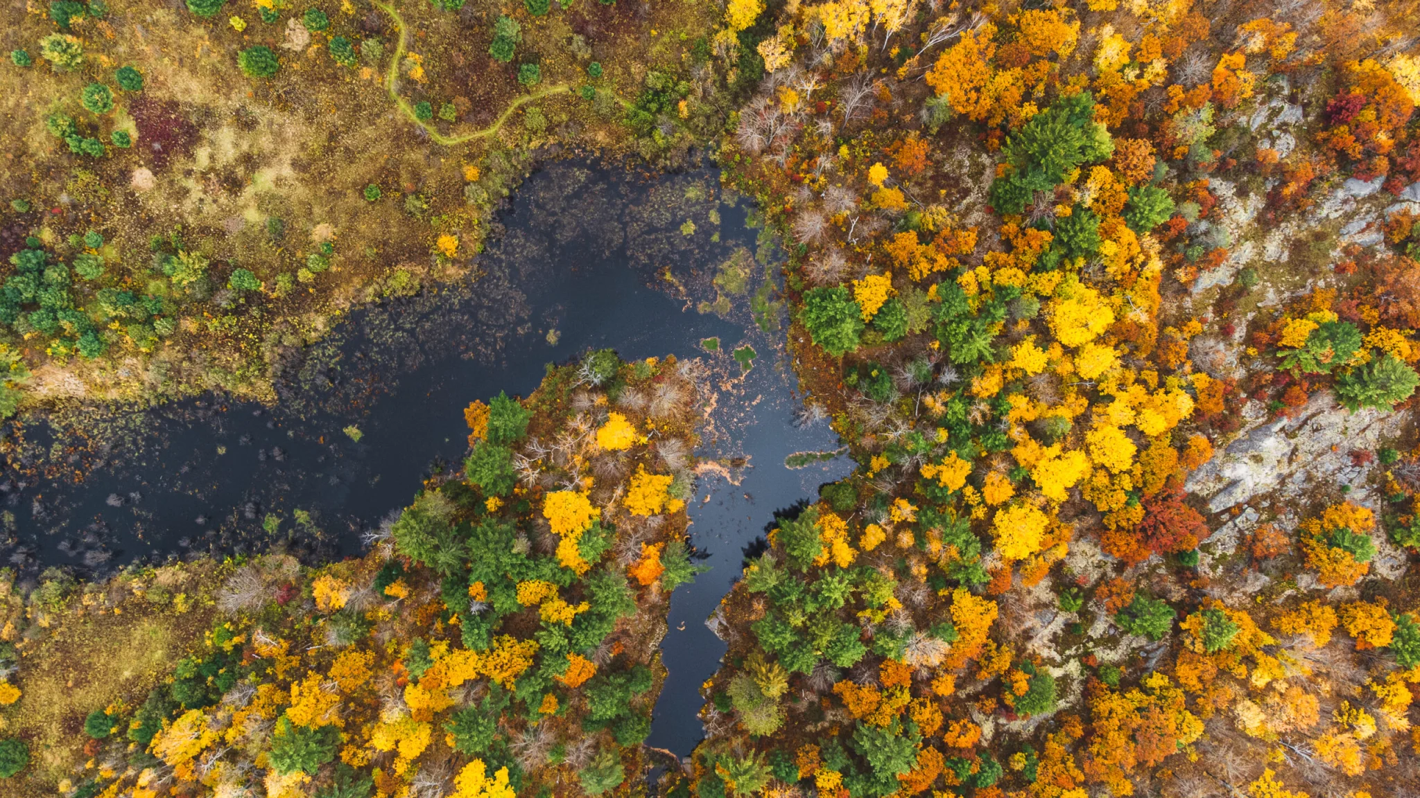 aerial photo of stream on ron reid reserve